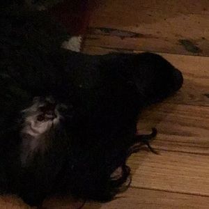 Meet your Posher, Carrie